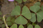 Violet woodsorrel